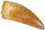 Serrated, Carcharodontosaurus Tooth - Robust Tooth #364776-1